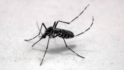 基孔肯雅热有什么症状?