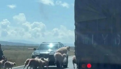 羊群效应!青海羊群过马路行至道路黄虚线附近时均出现跳跃动作