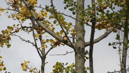 不要捡!不要吃!昆明街头正大量出现……