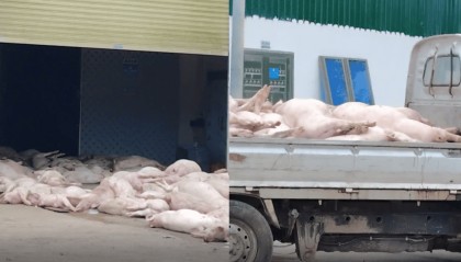 广东一食品企业出现大量死猪事件追踪:公安部门介入侦办,企业负责人被控制