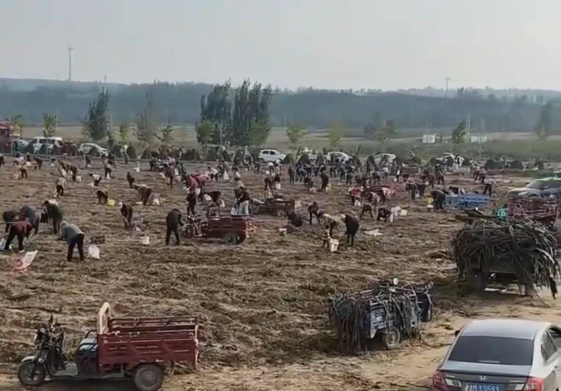 数百人冲进地里捡红薯,田主称是秋收剩下的,网友:免费翻地,利人利己